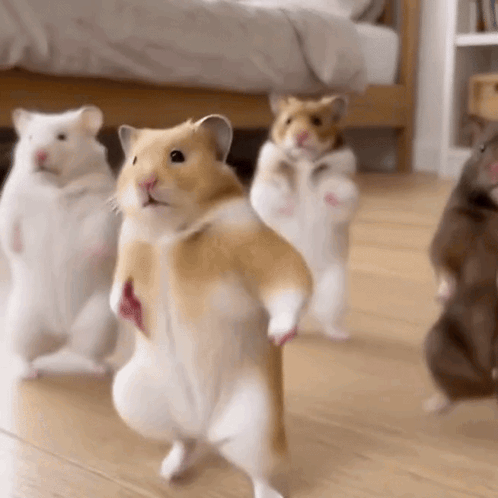 Dancing Hamster Dancing Animals GIF
