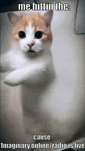 Dancing Kitty Dance GIF