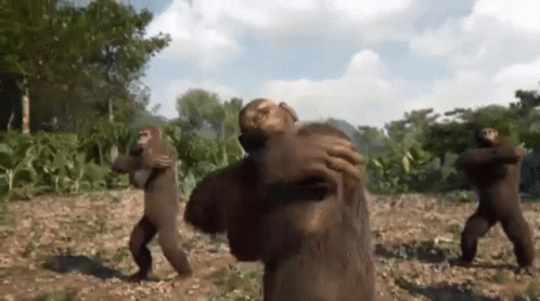Dancing Monkeys Dyno Monkey GIF