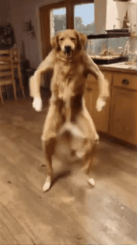 Dancingdog Ai GIF