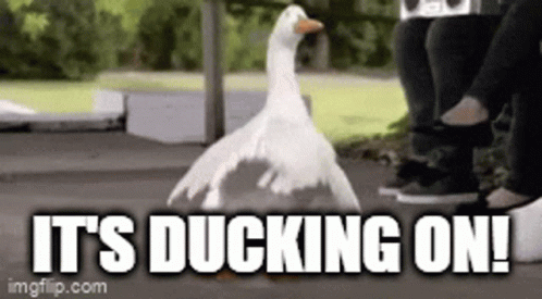 Ddmc Dazed Ducks GIF