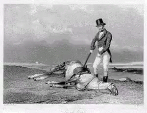 Dead Horse Dead GIF