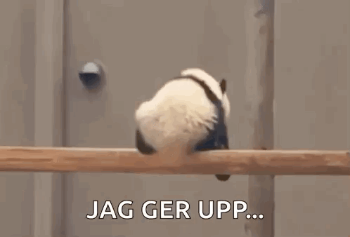 Dead Panda Panda Dead GIF