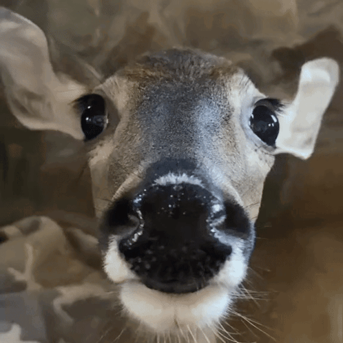 Deer Stare GIF