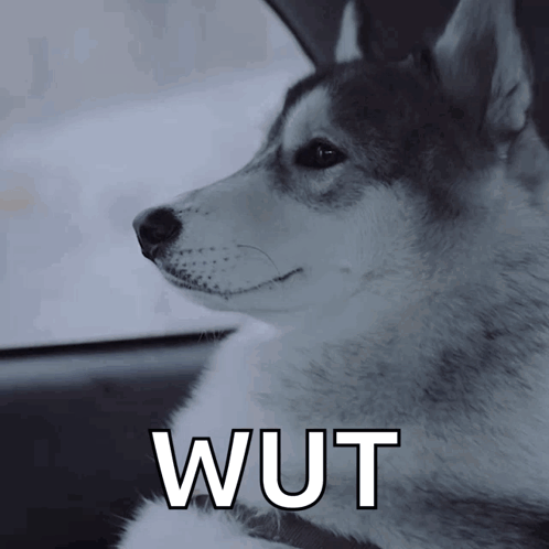 Diamond Pet Foods Husky GIF