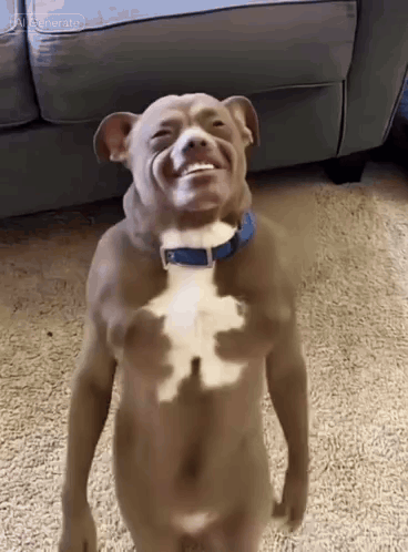 Diddy Dog GIF