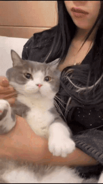 Dimden Tudou GIF