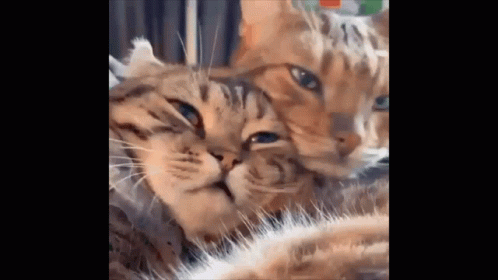 Discord Pp Cat GIF