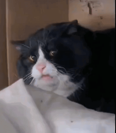 Disgusted Cat Concerned Cat GIF