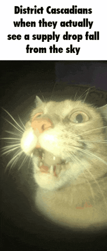District Cascade Cat GIF