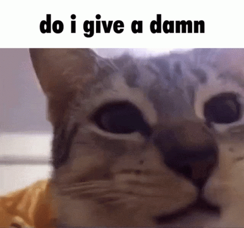 Do I Give A Damn Cat Hug GIF