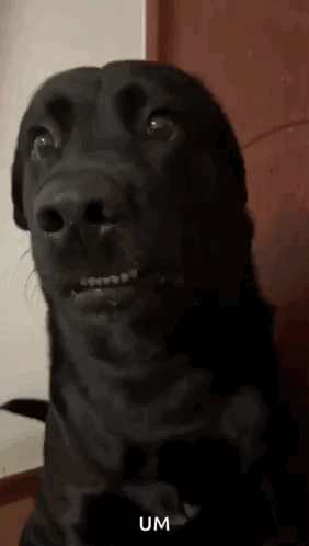 Dog Awkward GIF