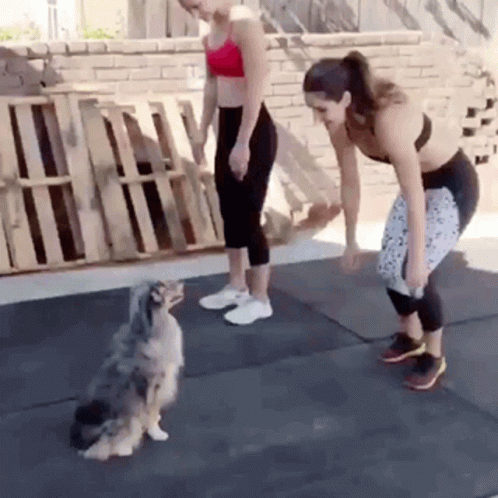 Dog Aww GIF