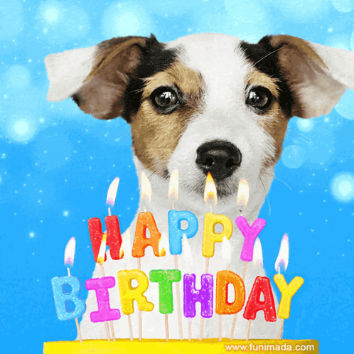 Dog Birthday GIF