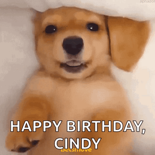 Dog Blink GIF