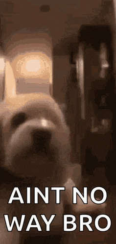 Dog Blown Away GIF