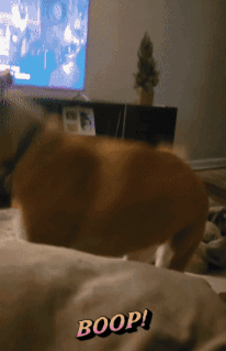 Dog Boop GIF