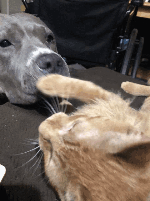 Dog Cat GIF