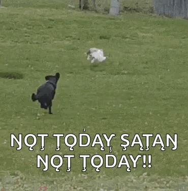 Dog Chases GIF