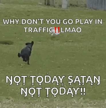 Dog Chases GIF