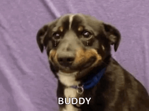 Dog Crying Tears GIF