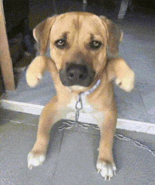 Dog Cute Dog GIF