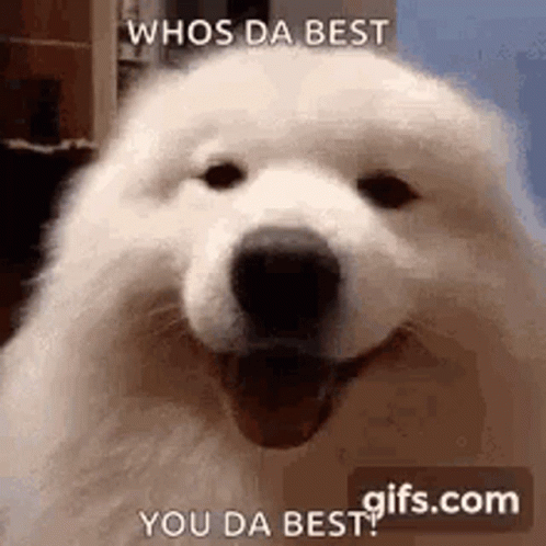 Dog Cute GIF
