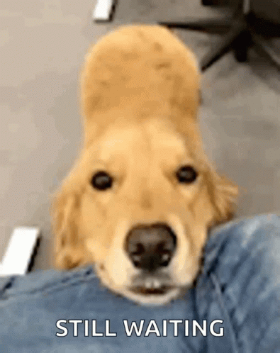 Dog Cute GIF