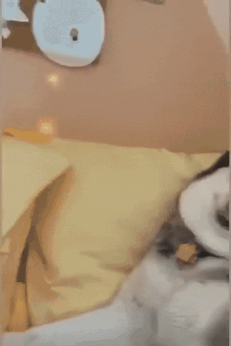 Dog Derpy GIF