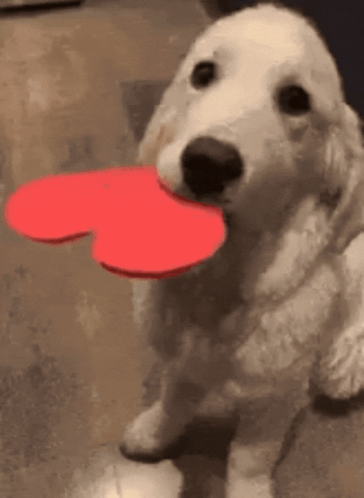 Dog Dog Heart GIF