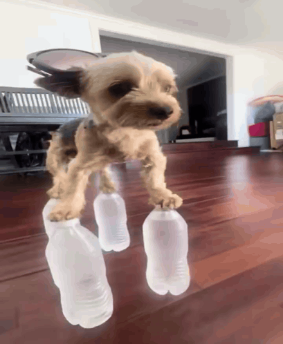 Dog Dog Meme GIF