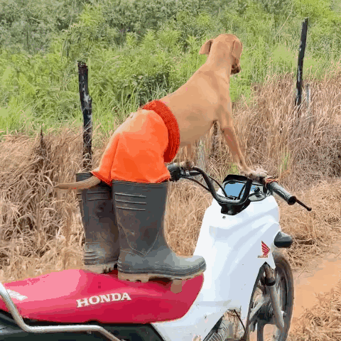 Dog Dog Riding Bike GIF