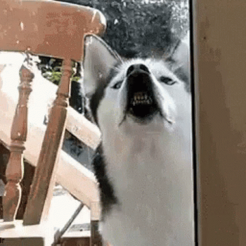 Dog Doggo GIF