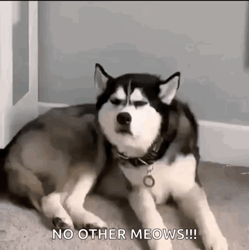 Dog Dogs GIF