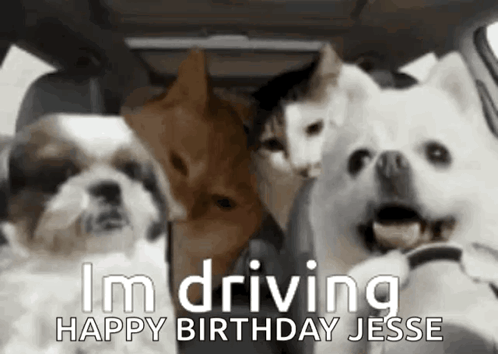 Dog Driving Car GIF