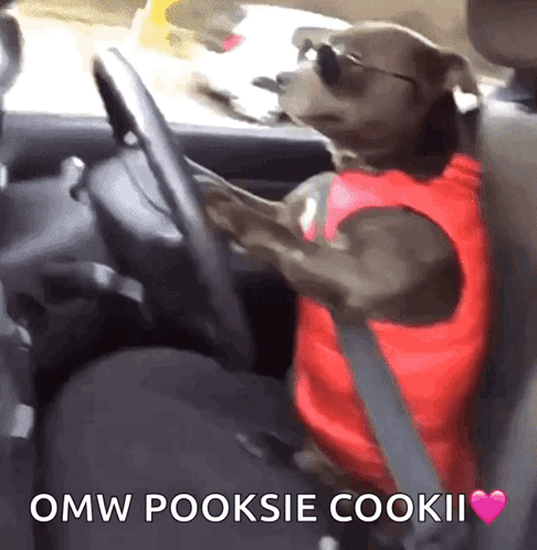 Dog Driving GIF