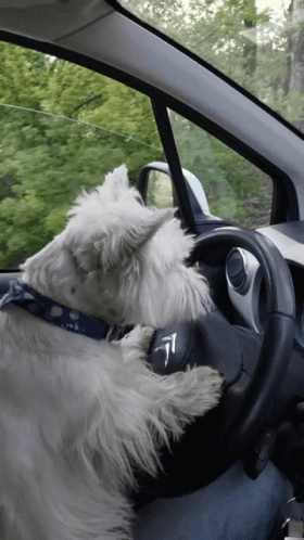 Dog Driving GIF