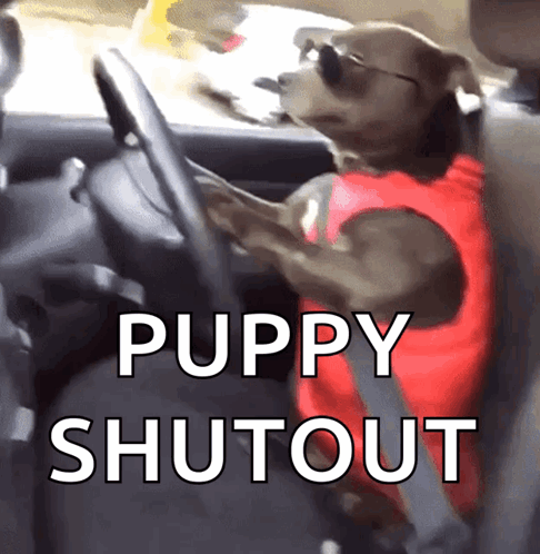 Dog Driving GIF