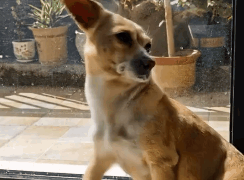 Dog Ears GIF