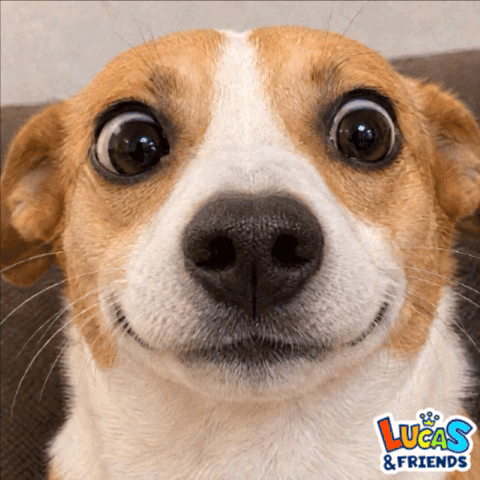 Dog Exclaimed GIF