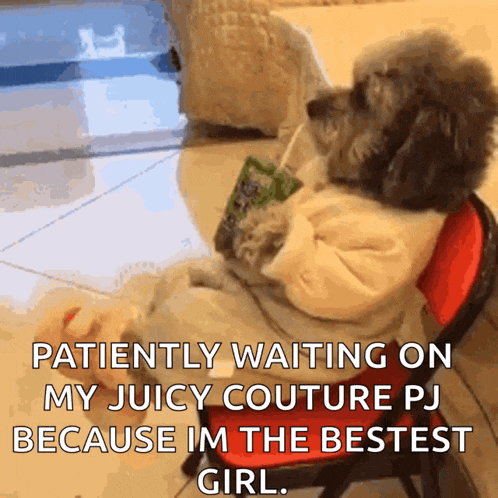 Dog Fancy GIF