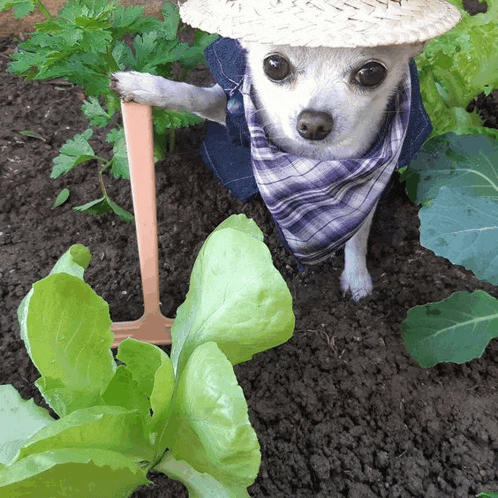 Dog Farmer Meme