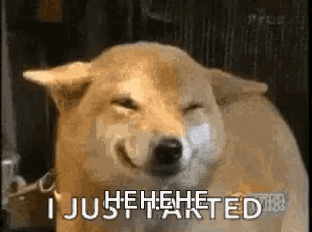 Dog Fart GIF