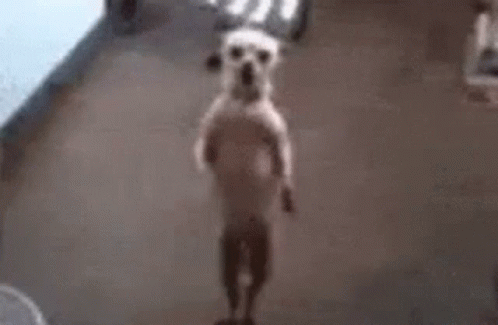 Dog GIF