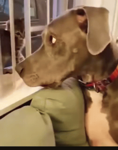Dog Funny Animals GIF