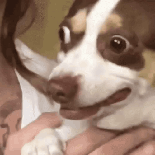 Dog Funny Dog GIF