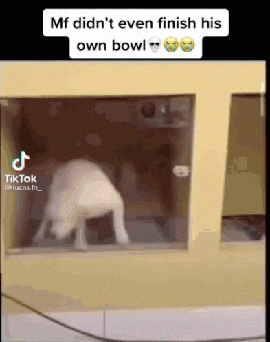 Dog Gone Cracked GIF