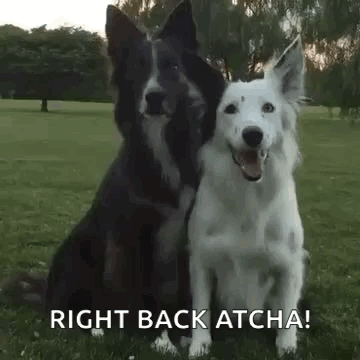 Dog Hug GIF