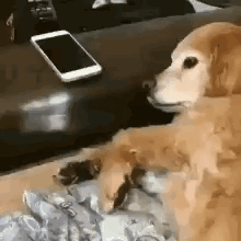 Dog GIF