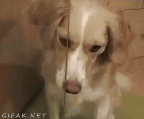 Dog Love GIF